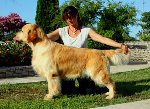 cachorros golden retriever